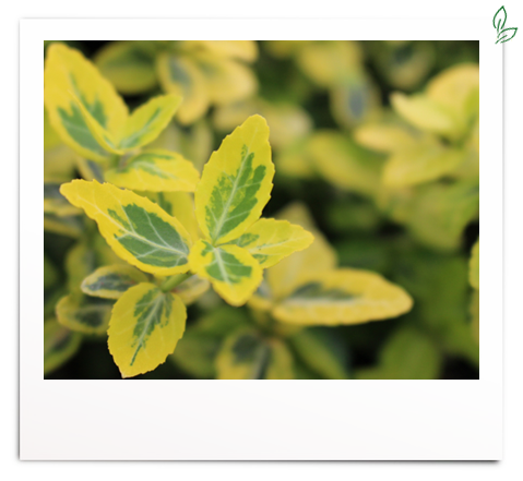 Euonymus fortunei 'Emerald`n Gold'